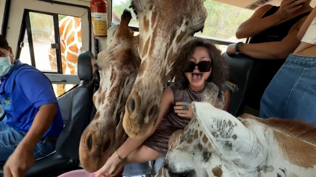 Sie trug Bananen-Schuhe im Zoo… großer Fehler