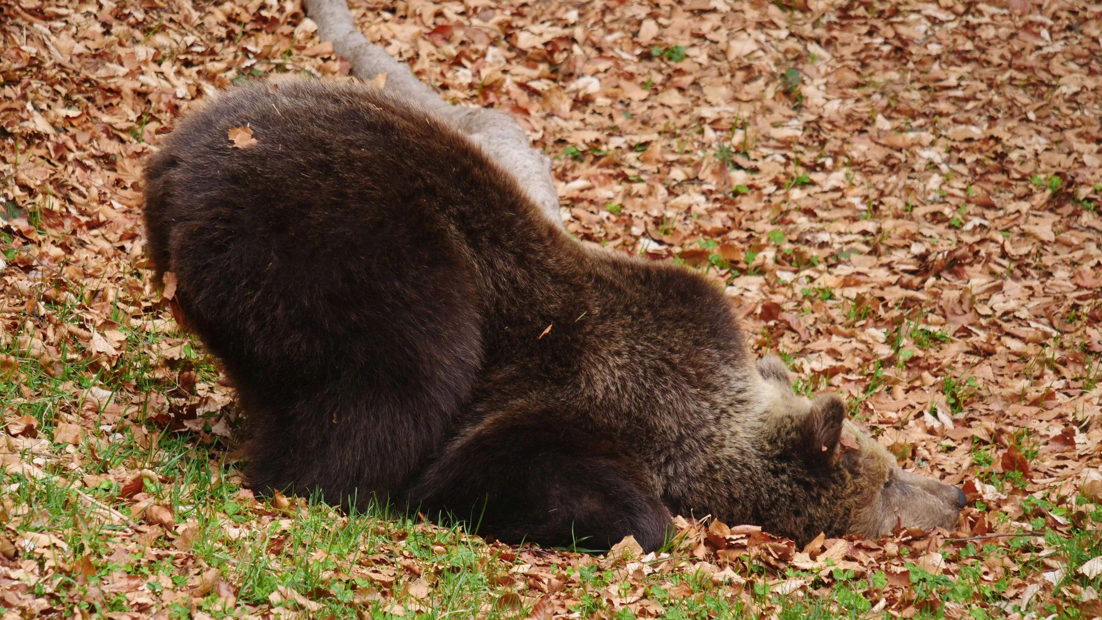 "Mici" entzückt wieder mit ihren einzigartigen Yoga-Einlagen. 