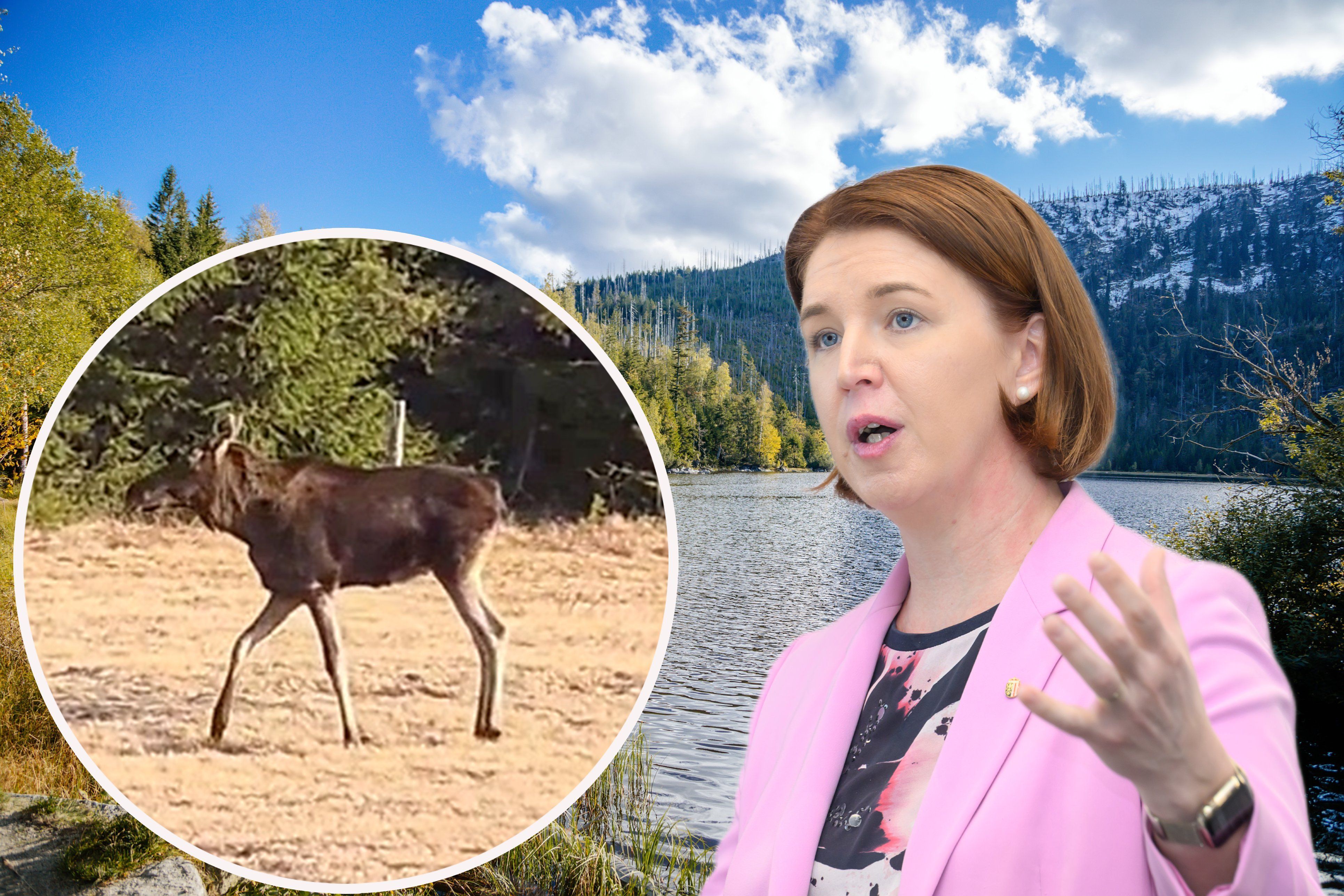 Landesrätin Langer-Weninger äußert sich zu Emil – kommt der Elch zurück, hat Oberösterreich einen Plan.