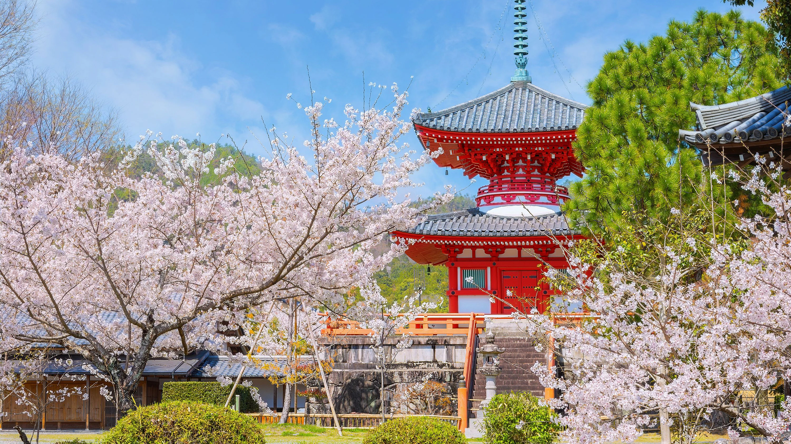 Kyotos Kirschblüte ist ein echtes Naturschauspiel. Allerdings hat die Stadt noch viel mehr auf Lager.