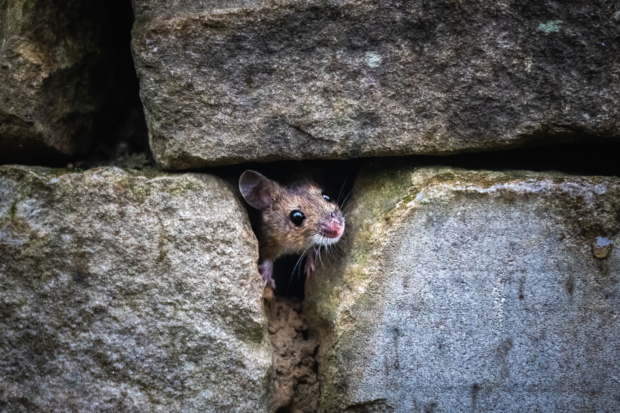 Heute.at - Wo dieses Tier wühlt, wächst kein Gras mehr