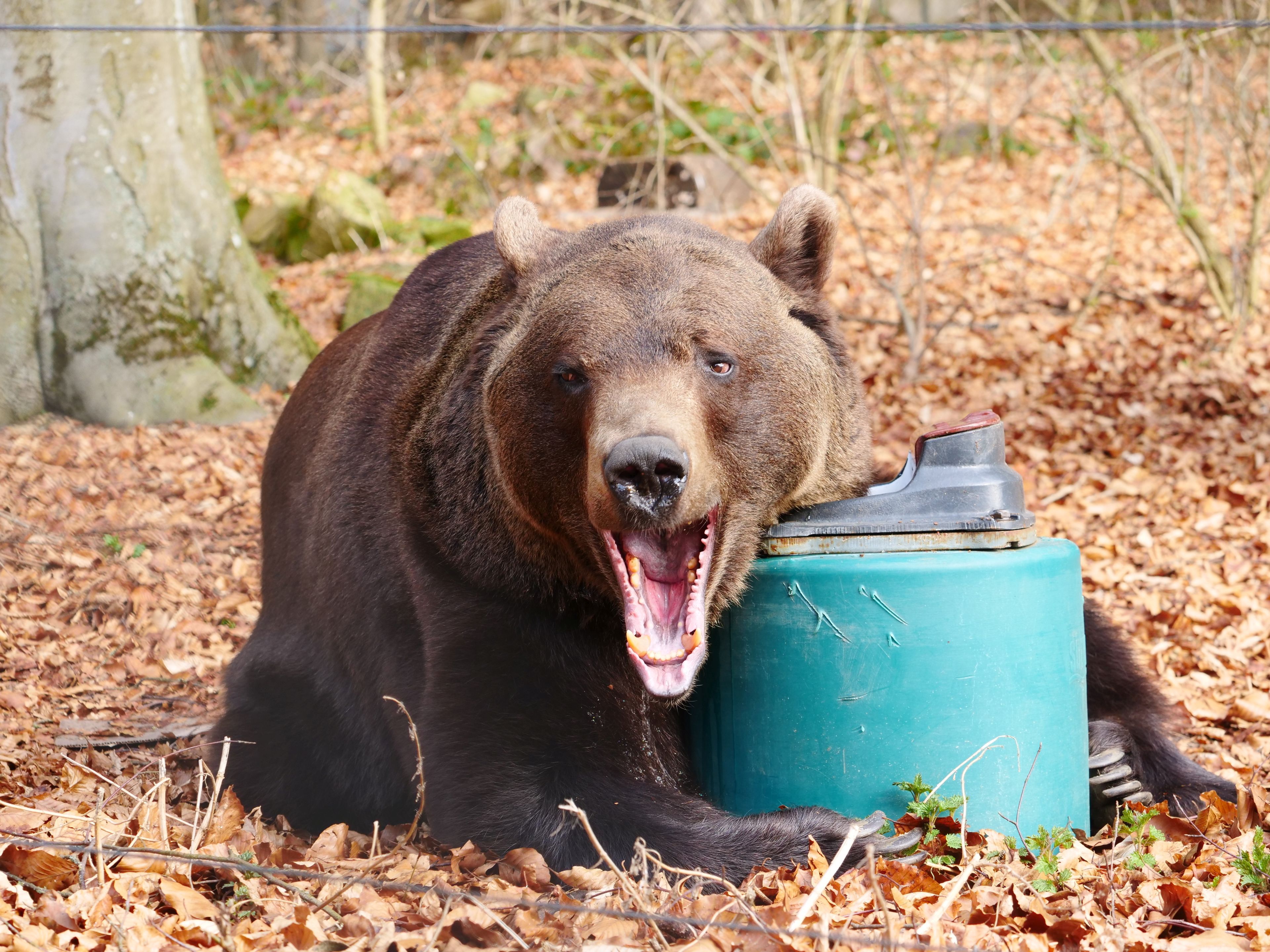 Heute.at - Hier begrüßen dich Bären mit einem Guten-Morgen-Gähnen