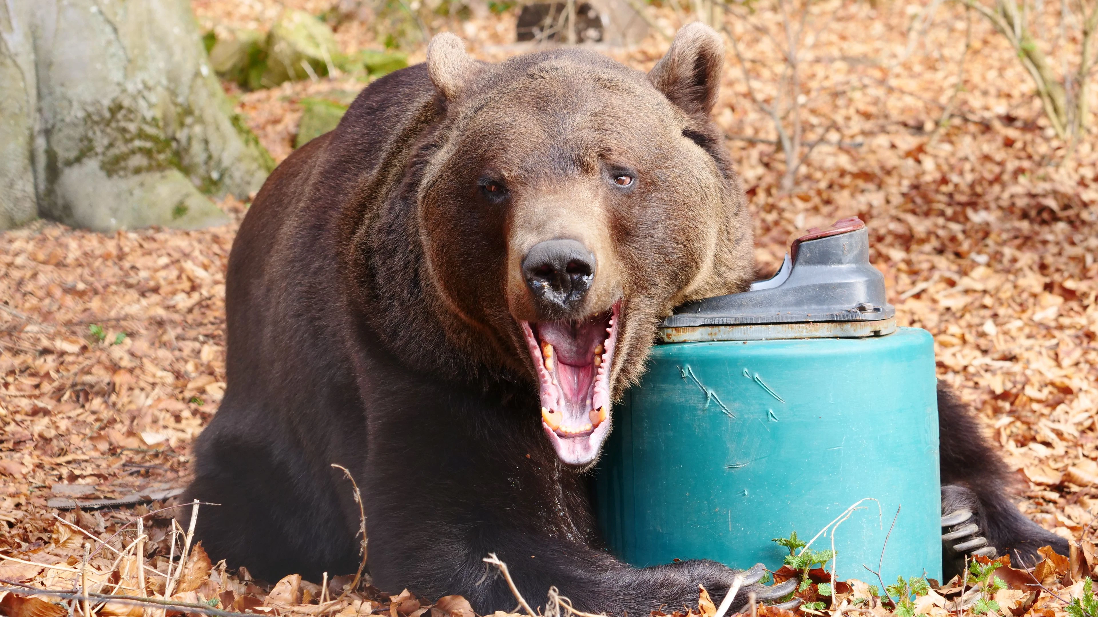 Heute.at - Mehr Platz für Tierschutz! Bärenwald wird modernisiert