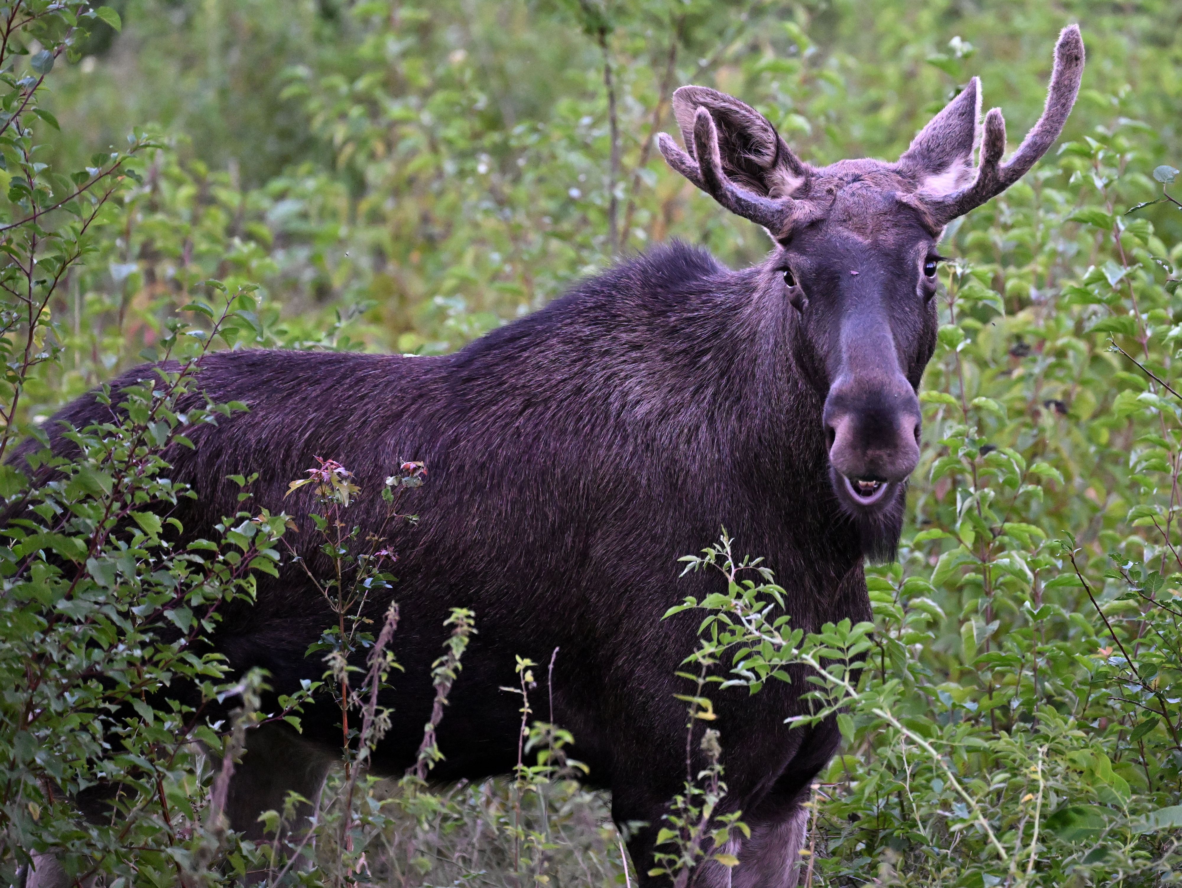 Elch Emil mit prächtigem Geweih – so kannte ihn ganz Österreich aus dem Sommer.