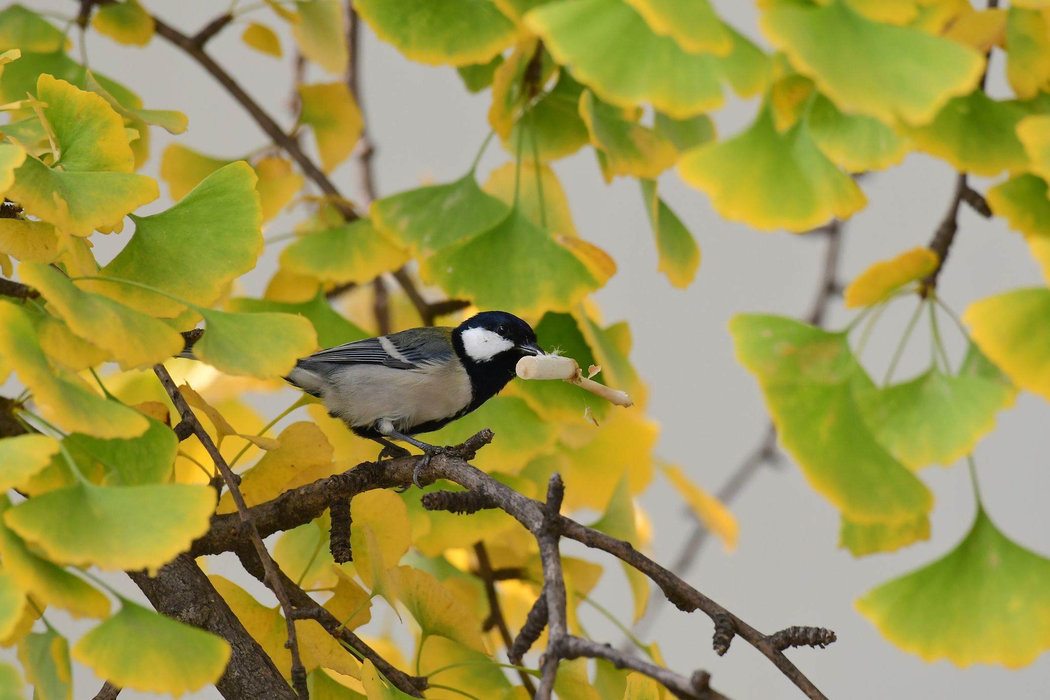 Vögel haben sich auf traurige Art und Weise an unsere Umweltverschmutzung angepasst. 