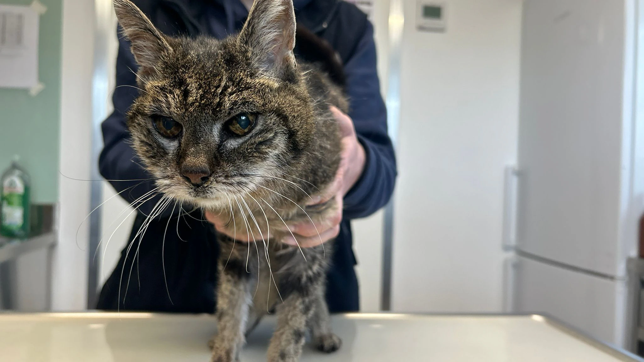 Vermutlich erkennt man seine Katze in solch einem Zustand gar nicht mehr, aber einem Besuch bei der Pfotenhilfe steht nichts im Wege.