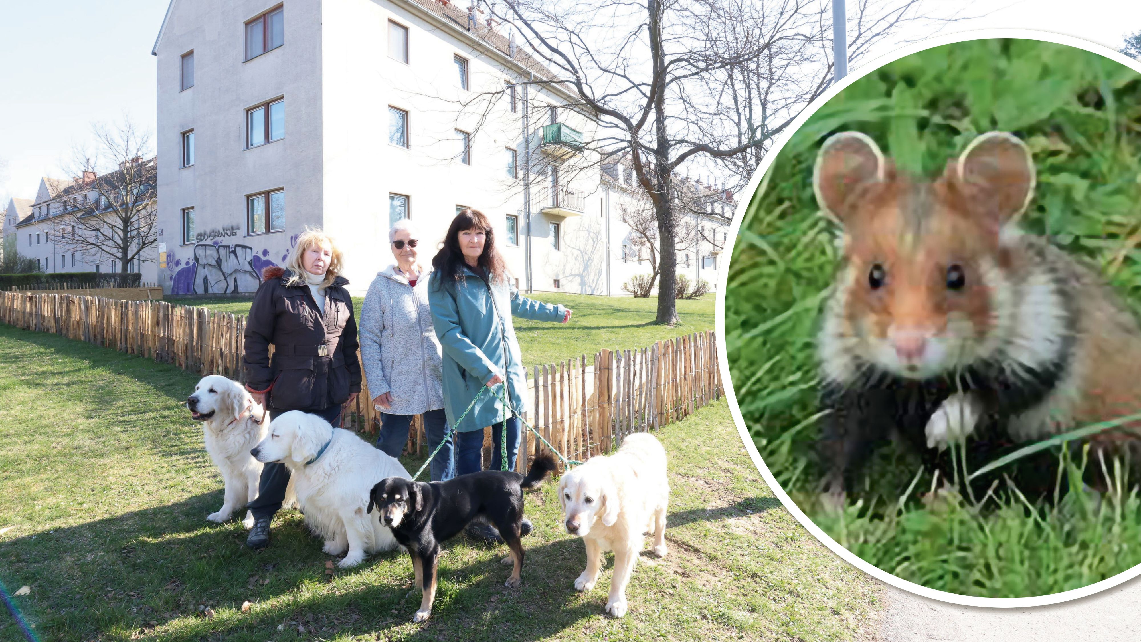 Wegen Bauarbeiten in der Siedlung Wienerfeld West sollen Hamster umquartiert werden. Anrainer sorgen sich um die Tiere, Wiener Wohnen beruhigt.