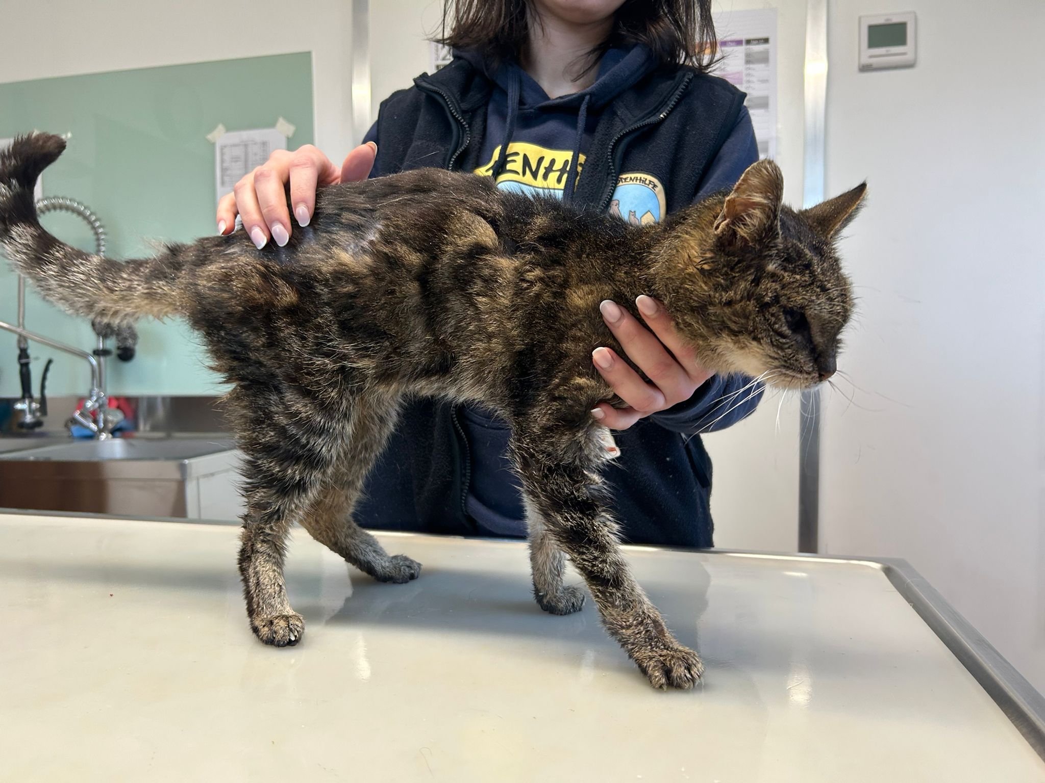 Heute.at - Halbverhungerte Katzen-Omi liebt Menschen noch immer