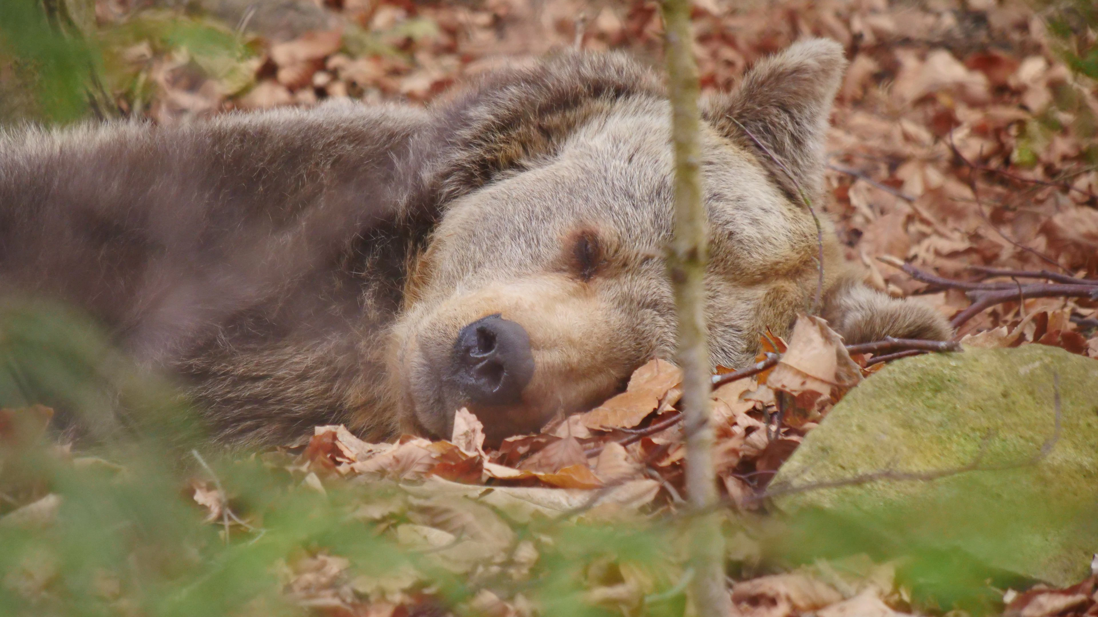 Für "Brumca" ist der Frühling noch ein bisschen anstrengend. 