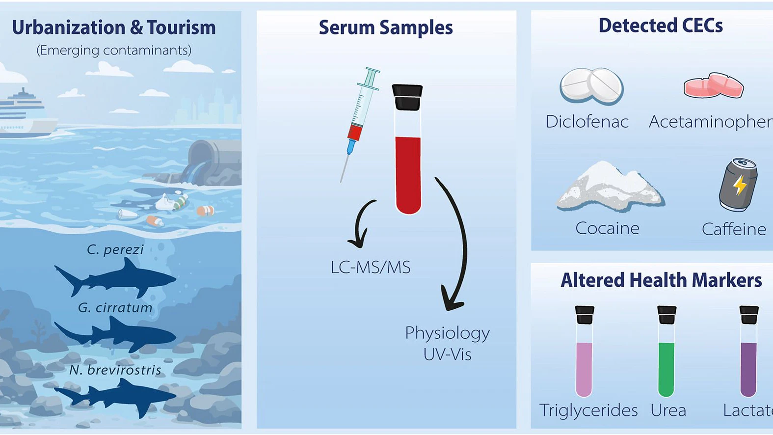 Haiarten und andere Meereslebewesen leiden unter den Auswirkungen von verschmutztem Abwasser.