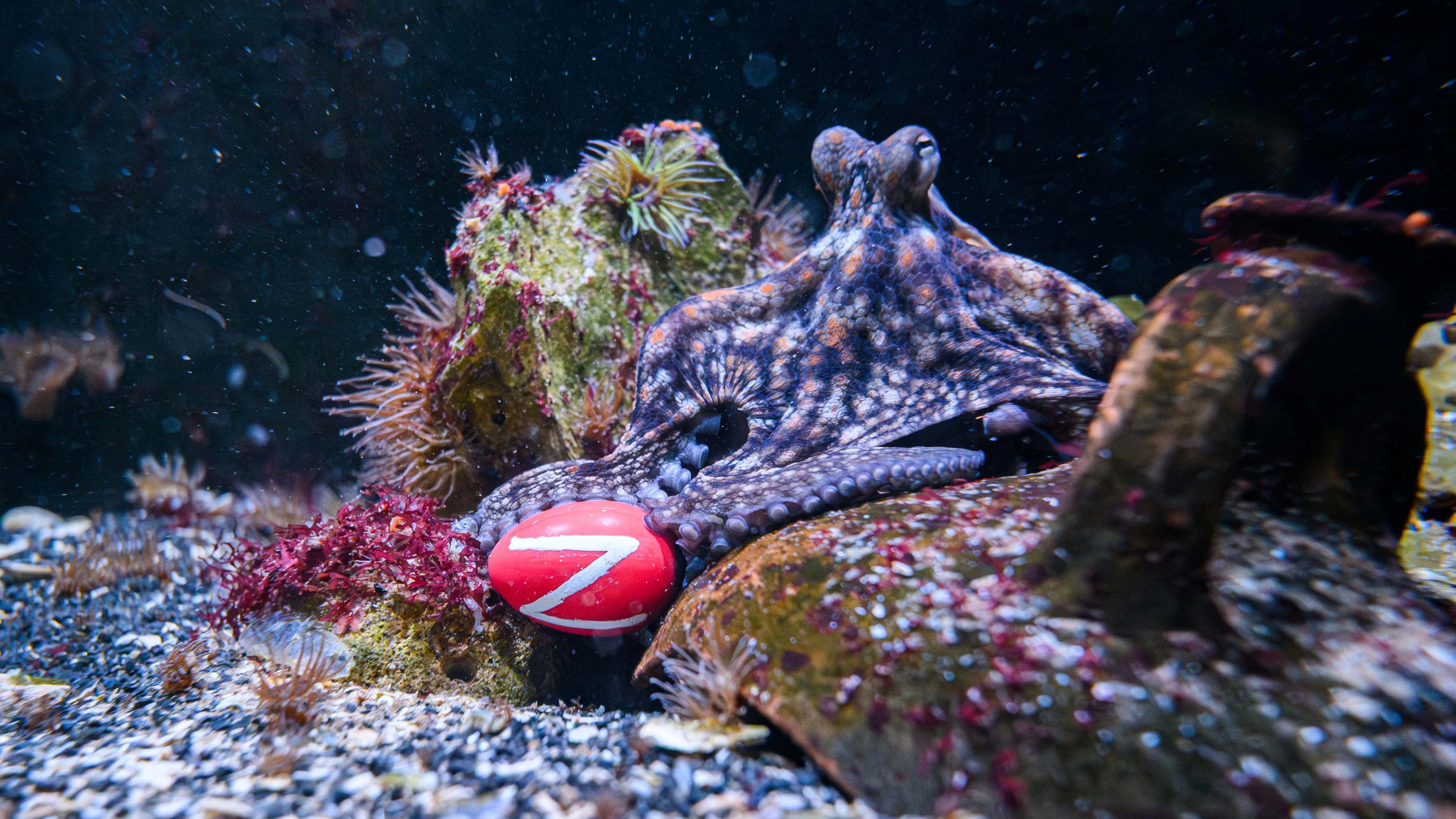 Krake mit Osterei im Haus des Meeres.