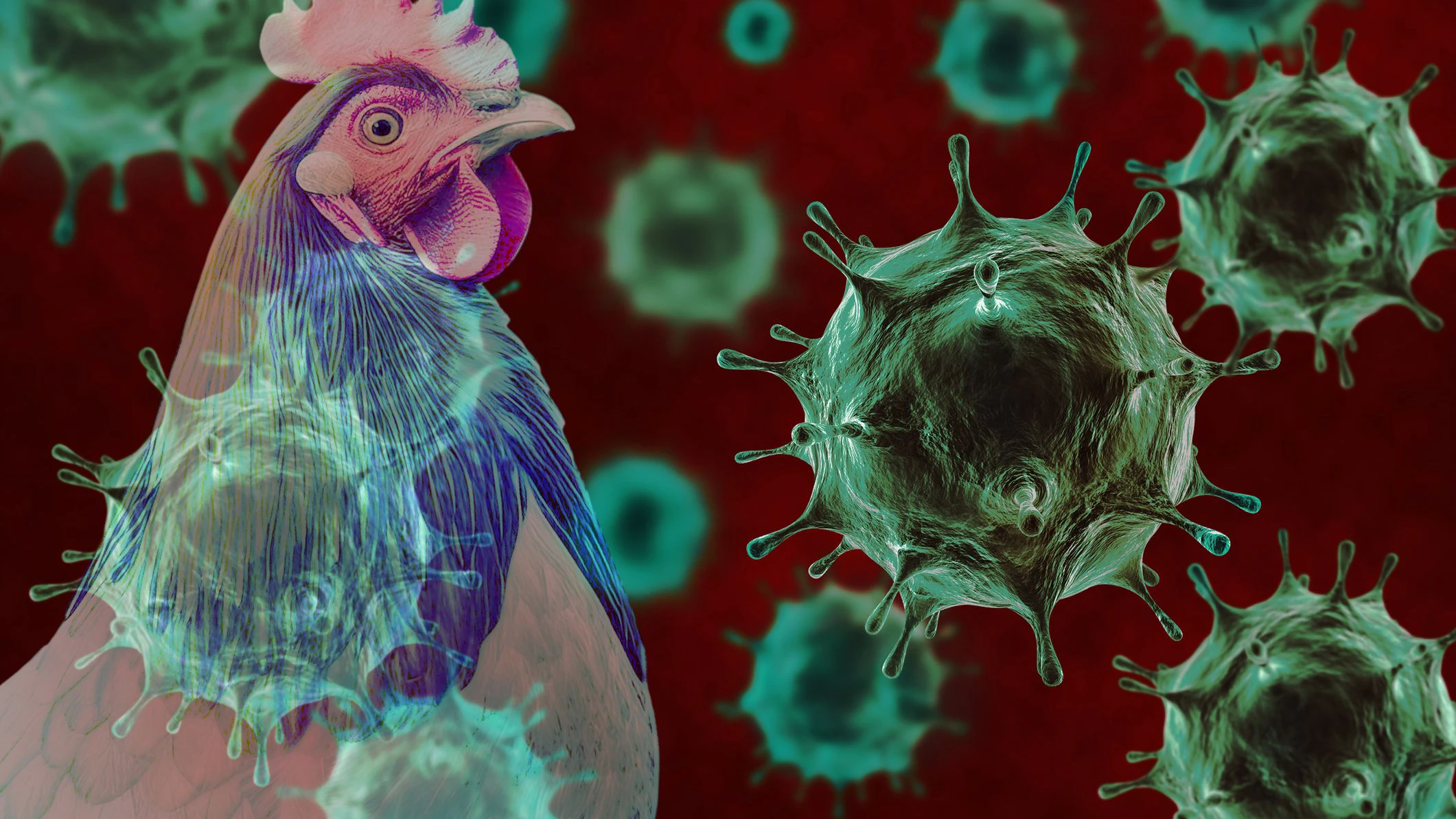 In Europa ist erstmals eine Infektion eines Menschen mit Vogelgrippe bestätigt worden.