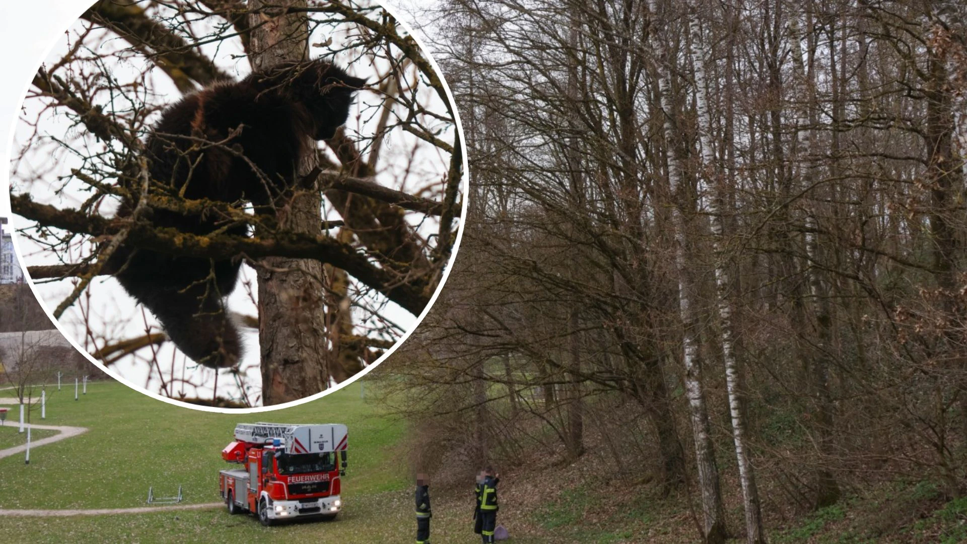"Hector" saß hoch oben in einem Baum fest.