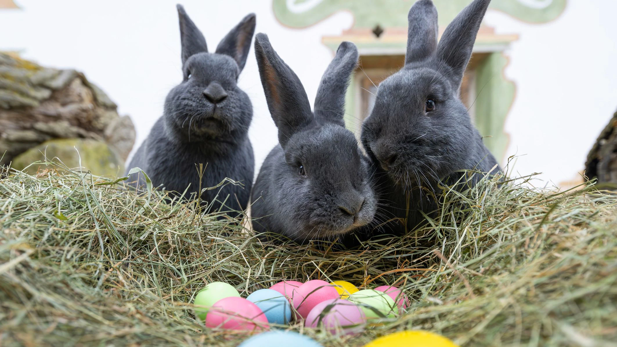 Am Tirolerhof im Tiergarten Schönbrunn ist eine neue Kaninchenrasse eingezogen.