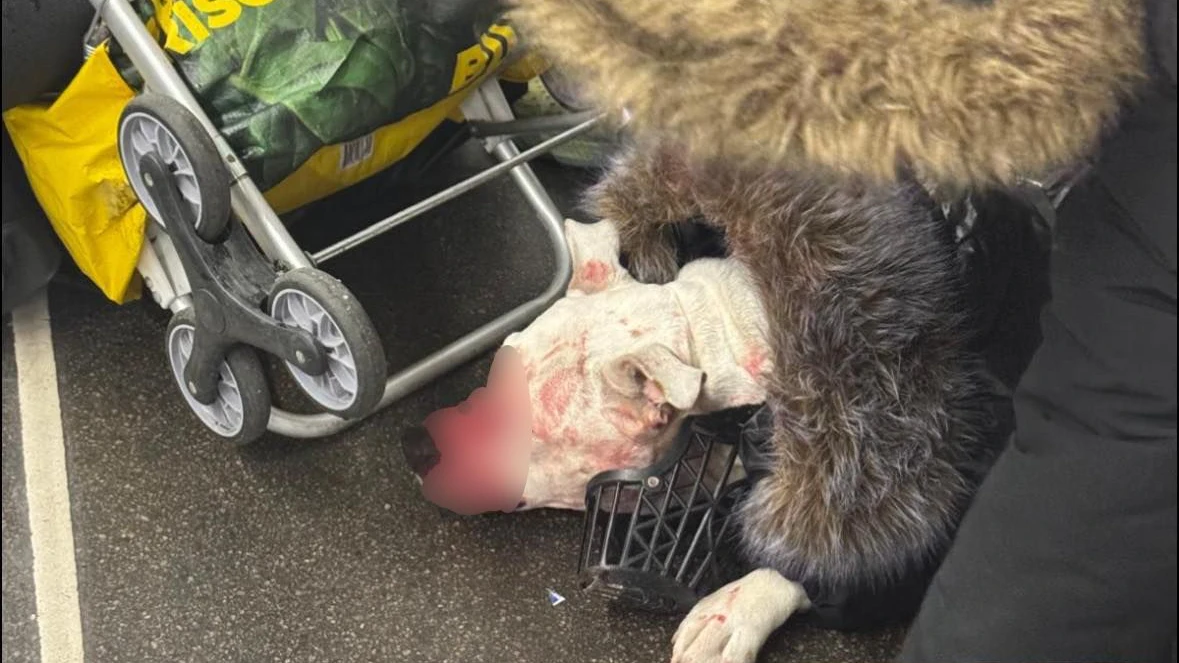 Heute.at - Drama in U1-Station – Schäferhund beißt Susi blutig