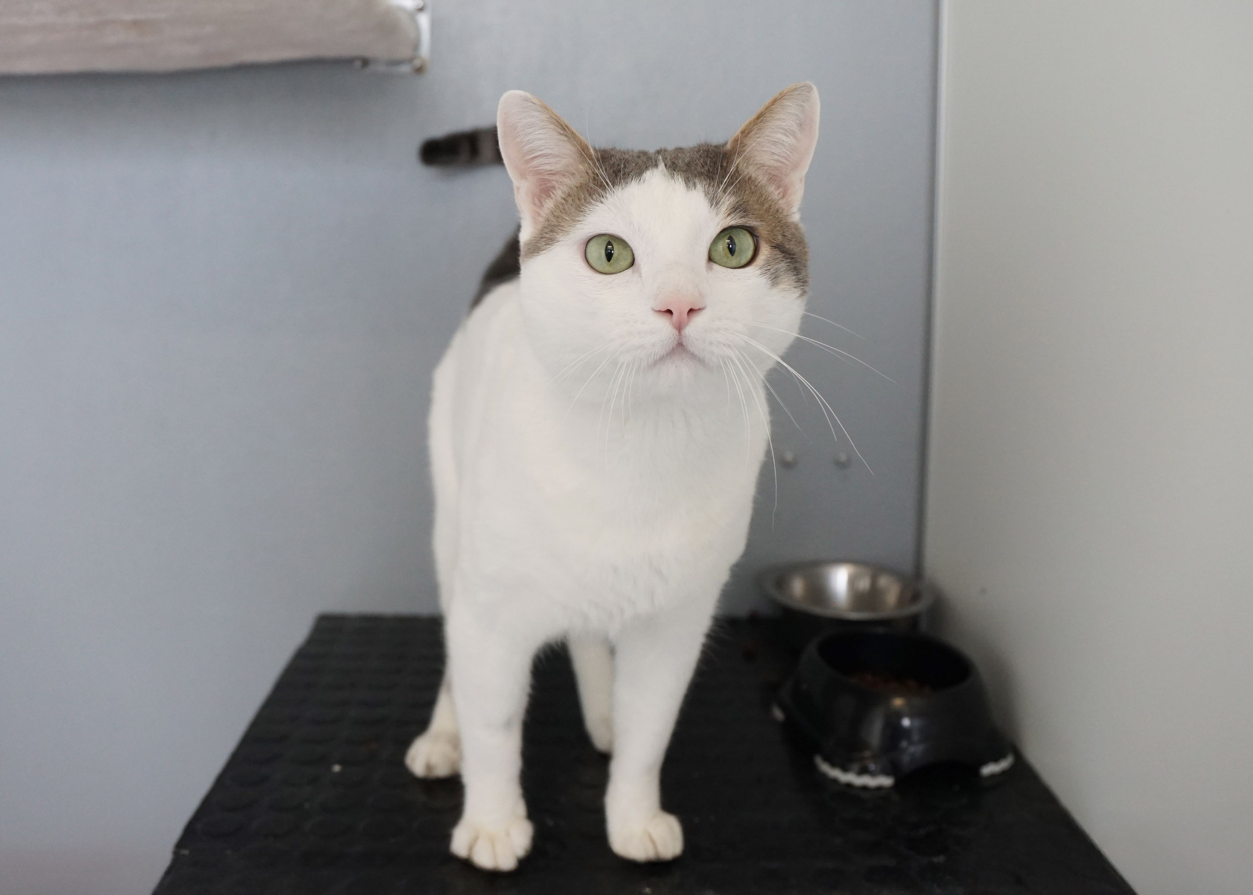 Heute.at - Wer schmust mit Chief, nachdem er auf Streifzug war?