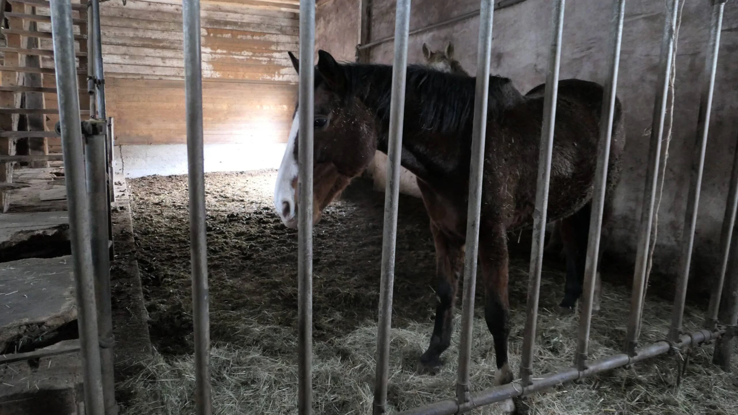 "Twilight" ist die älteste Stute der dreien.