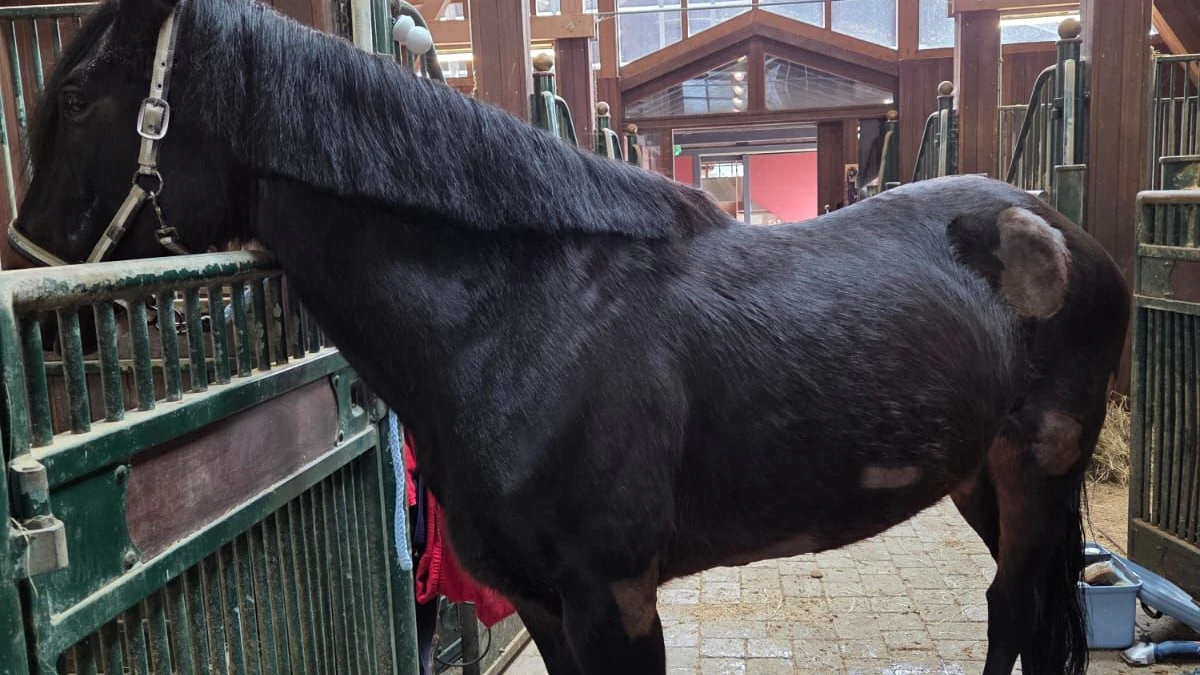 Nach dem ersten Waschgan kam ein hübsches, wenn auch sehr vernachlässigtes Tier bei "Merida" zum Vorschein.