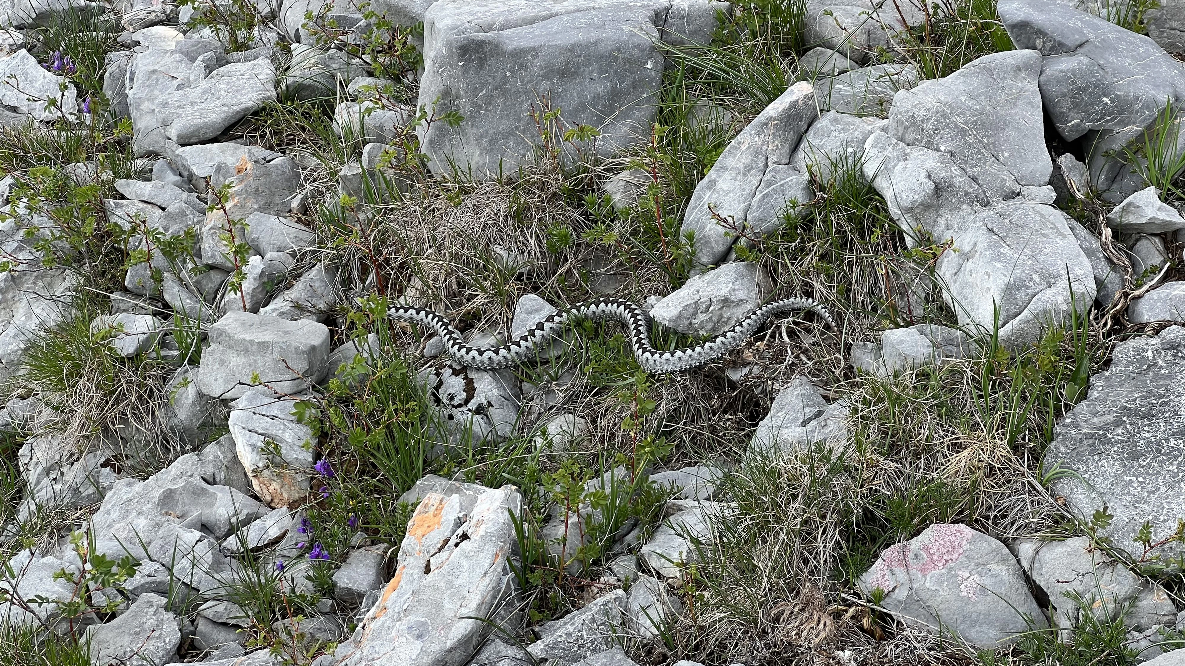 Horned viper (lat. Vipera ammodytes) Long-nosed viper, Nose-horned viper, Sand viper - Velebit Nature Park, Croatia, Sandviper, Hornviper or Sandotter (Poskok - Park prirode Velebit, Hrvatska)