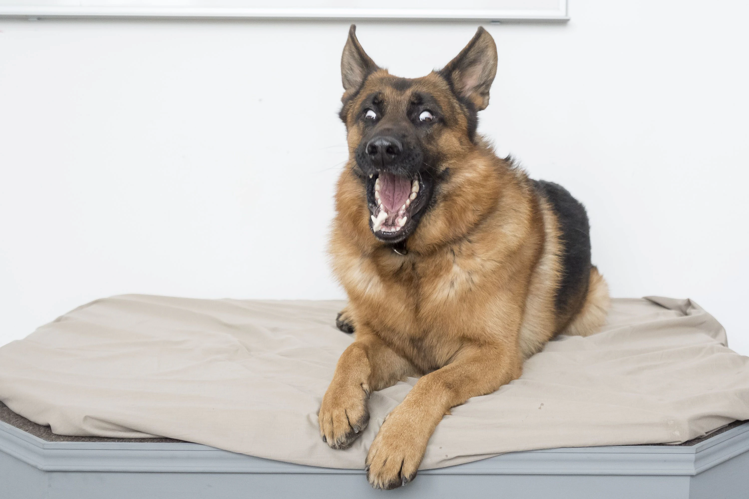 Keine Angst, der neue "Kommissar Rex" schaut sonst nicht so deppert drein