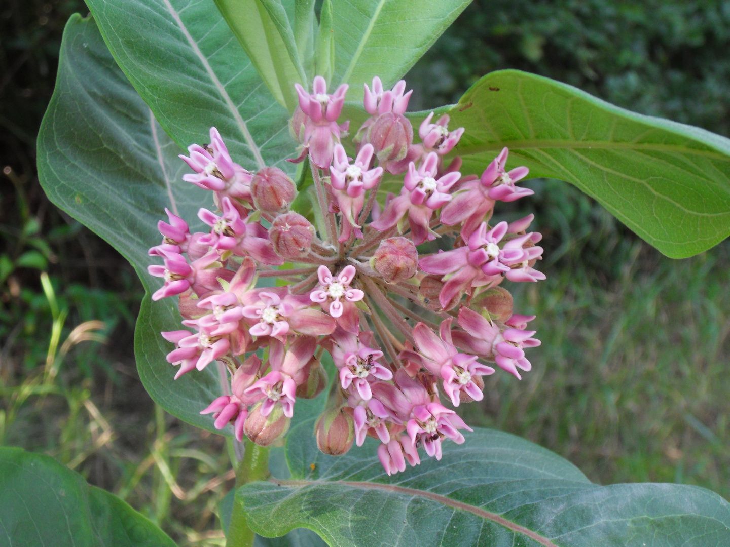 Die wärmeliebende Seidenpflanze breitet sich in den Tieflagen Österreichs aus und verdrängt heimische Arten.