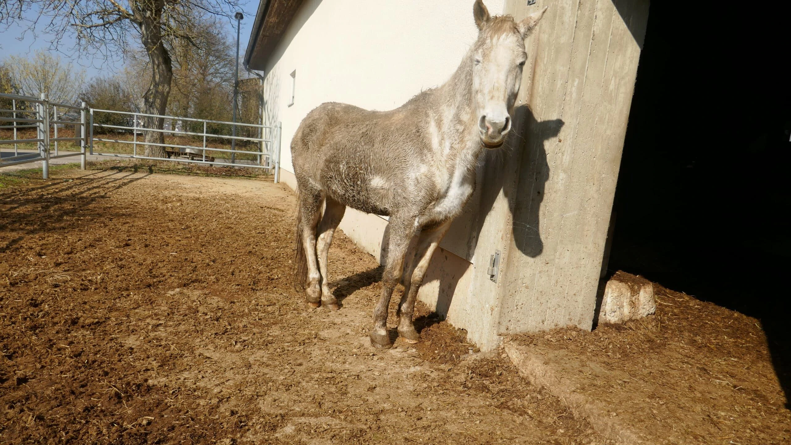 Ob "Lillifee" je geritten werden kann?