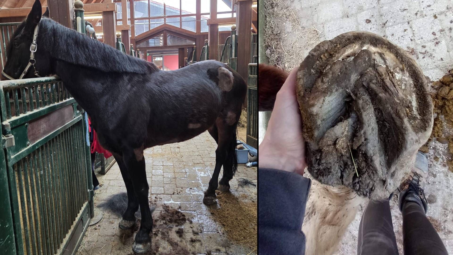 Zum Glück geht es jetzt bei drei Stuten endlich bergauf.