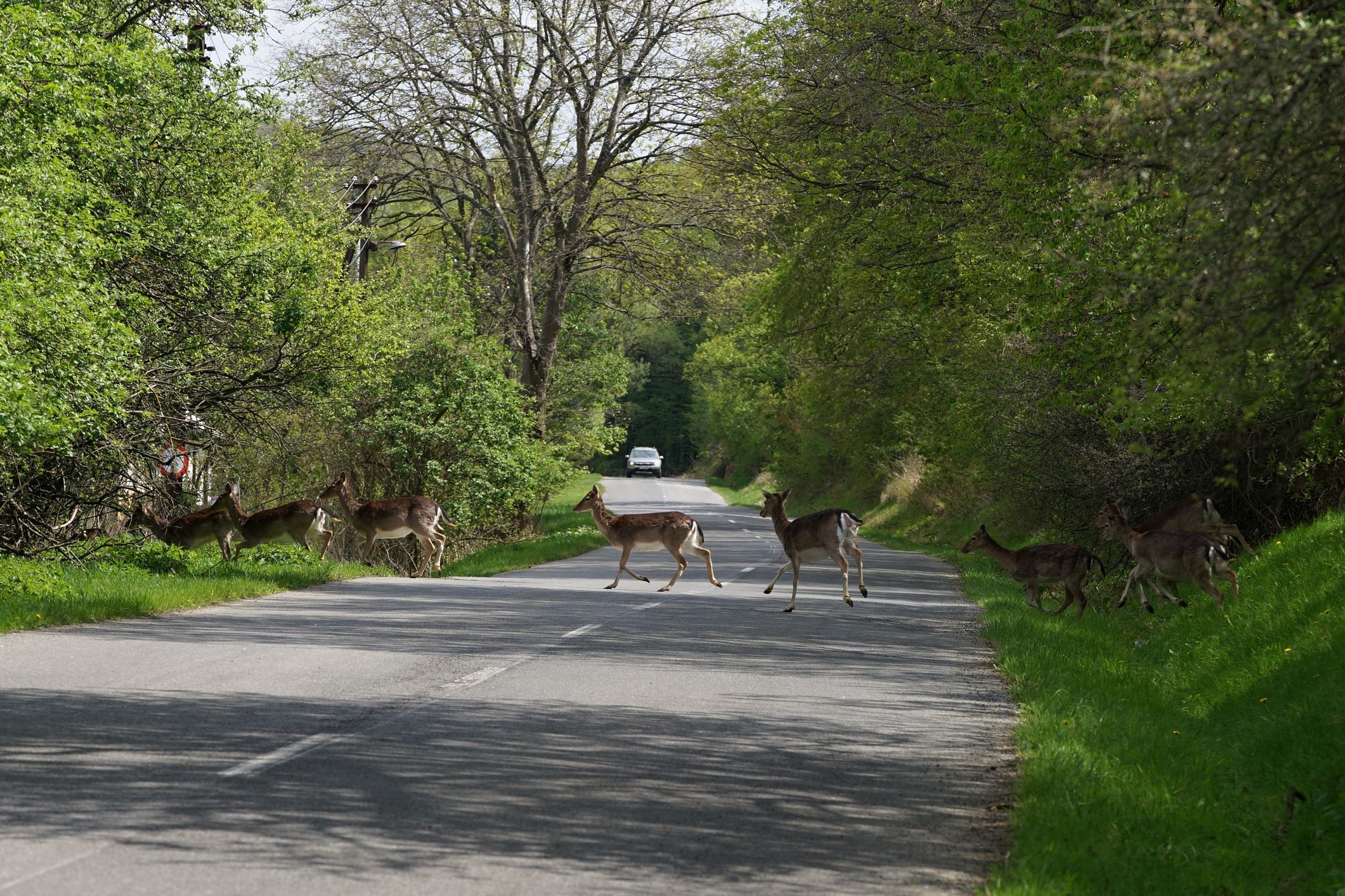 Mehrere Rehe überquerten die Straße – der Pkw-Lenker wich aus und baute einen Unfall.