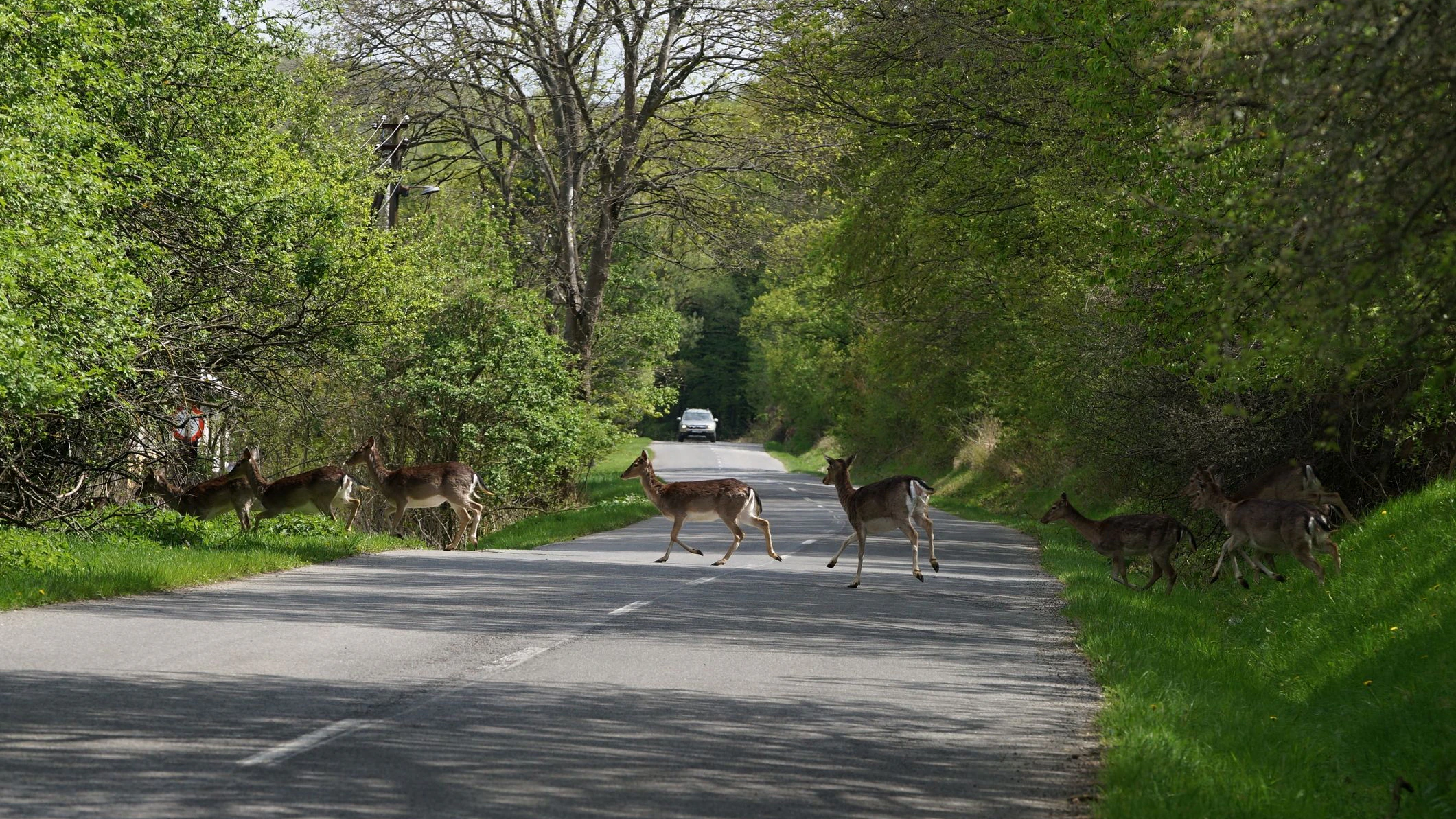 Mehrere Rehe überquerten die Straße – der Pkw-Lenker wich aus und baute einen Unfall.
