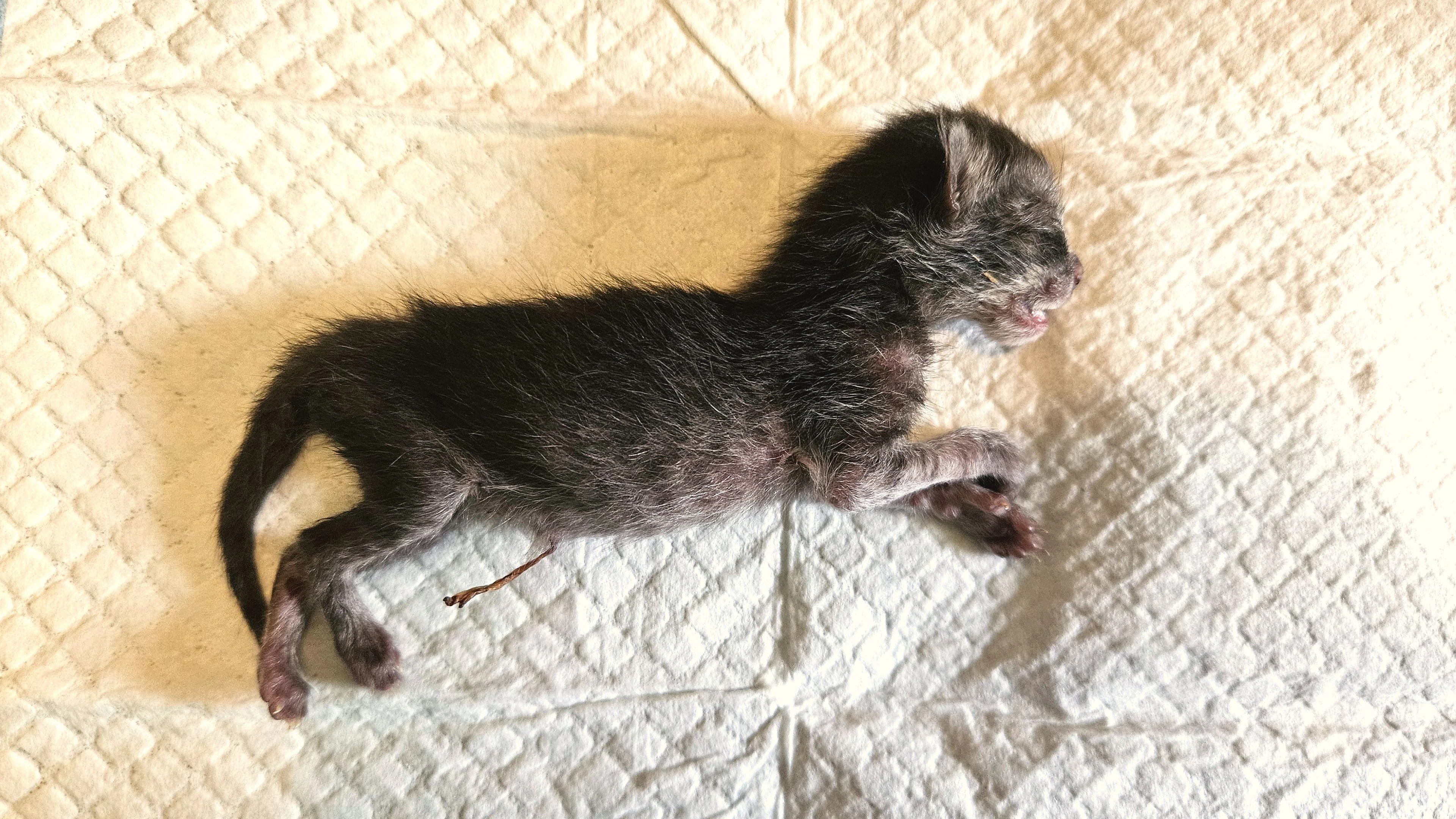 Für "Resi" gab es leider keine Rettung mehr