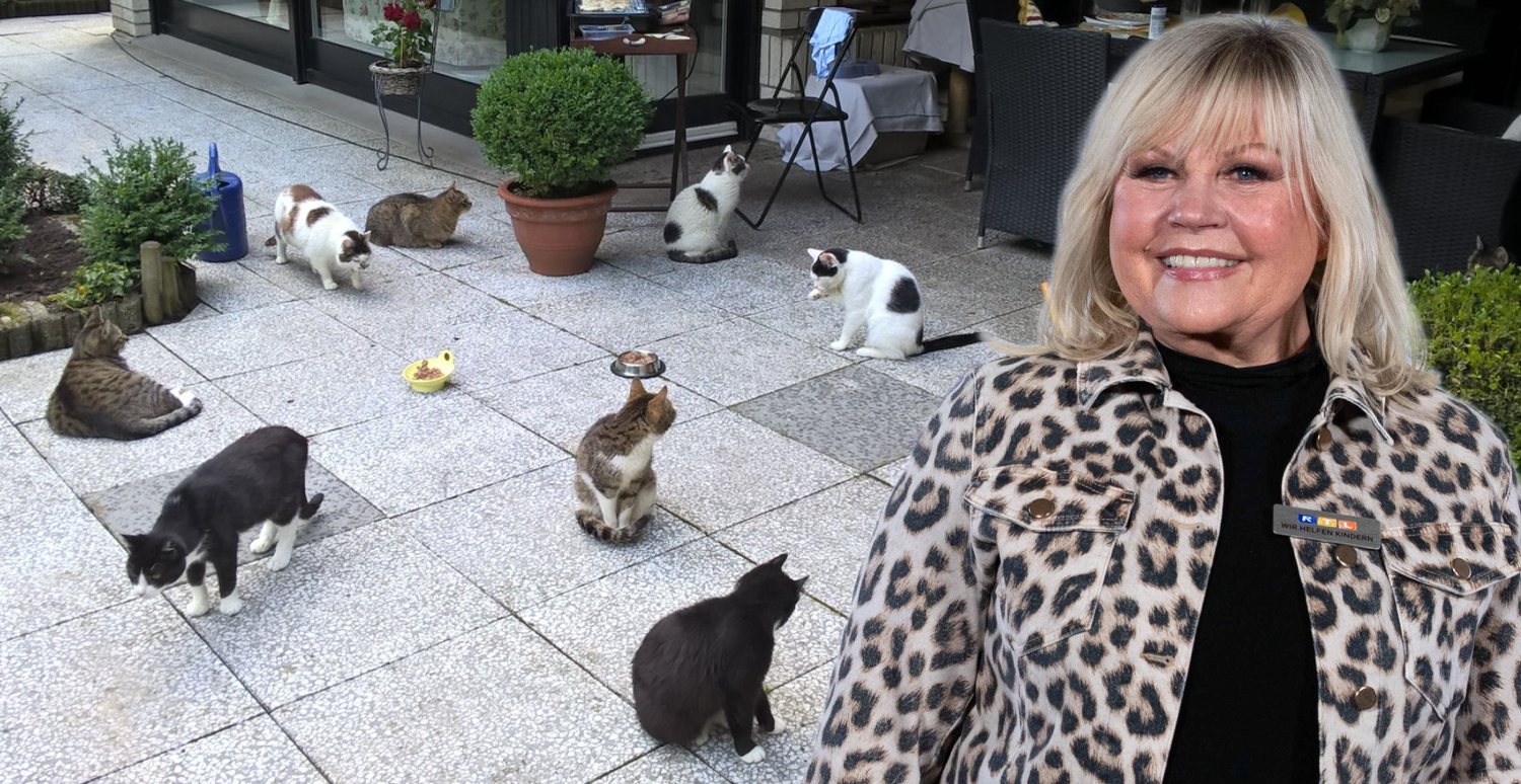 Heute.at - Schlager-Legende: Meine Rente geht für 11 Katzen drauf