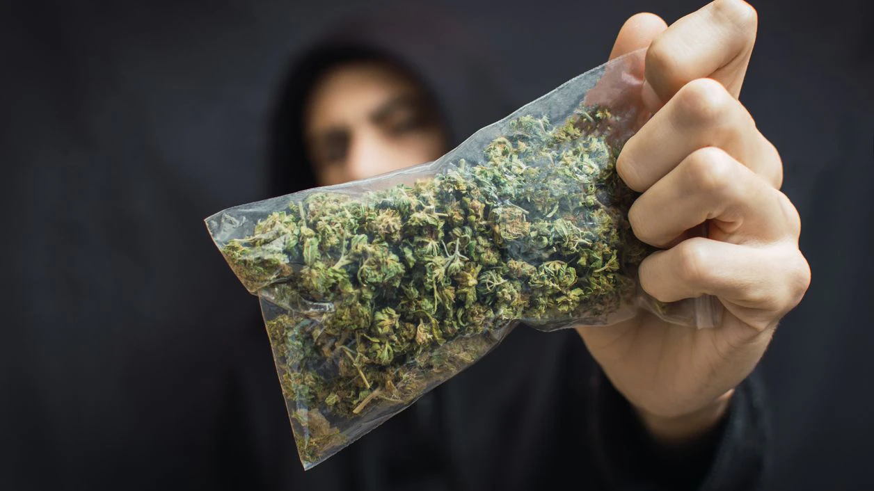 Hooded man holding a big bag of weed front his head on black background. Drug trafficking concept, buy or sell marijuana.