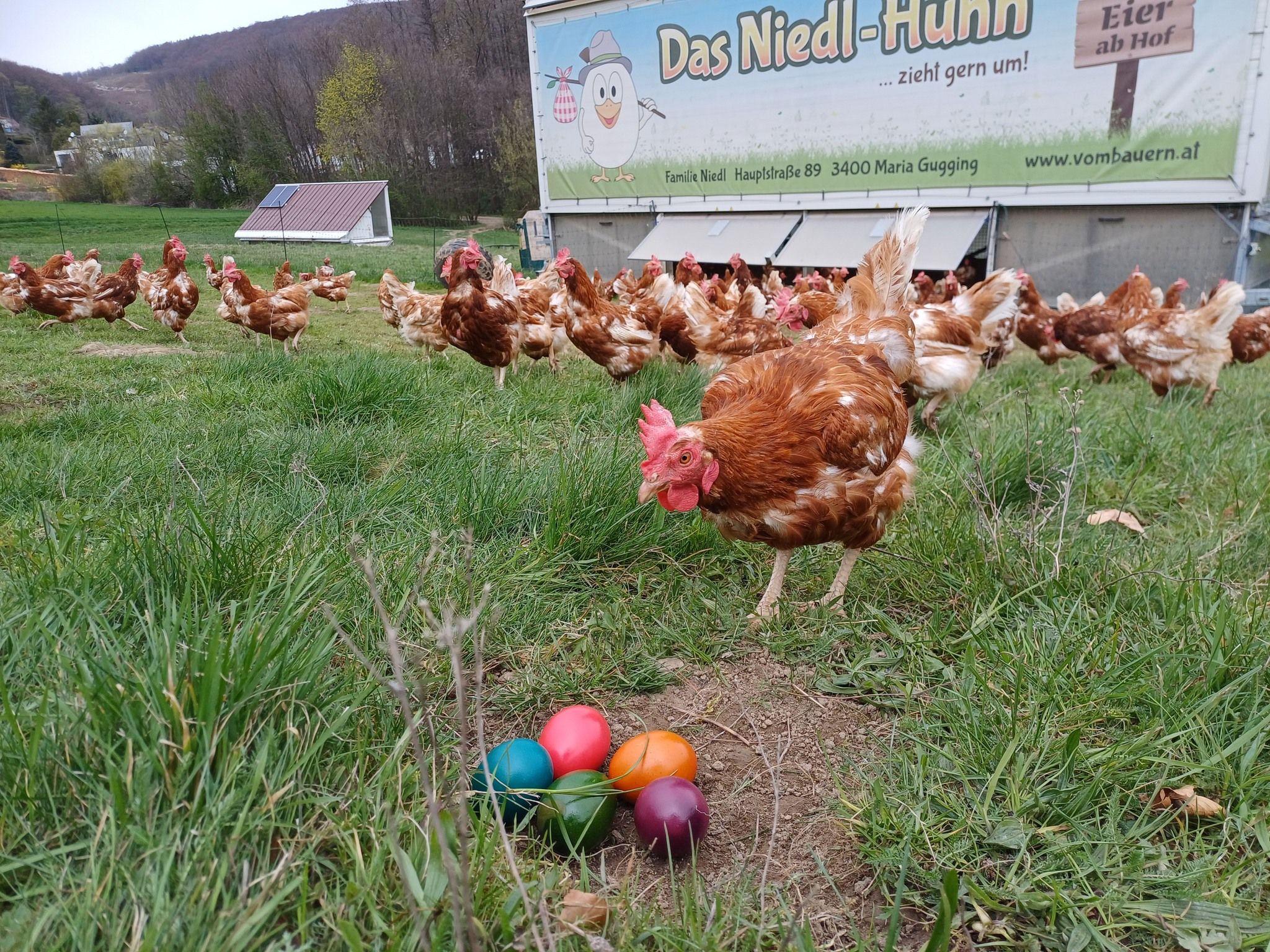 Heute.at - Kurz vor Ostern explodiert die Eier-Nachfrage