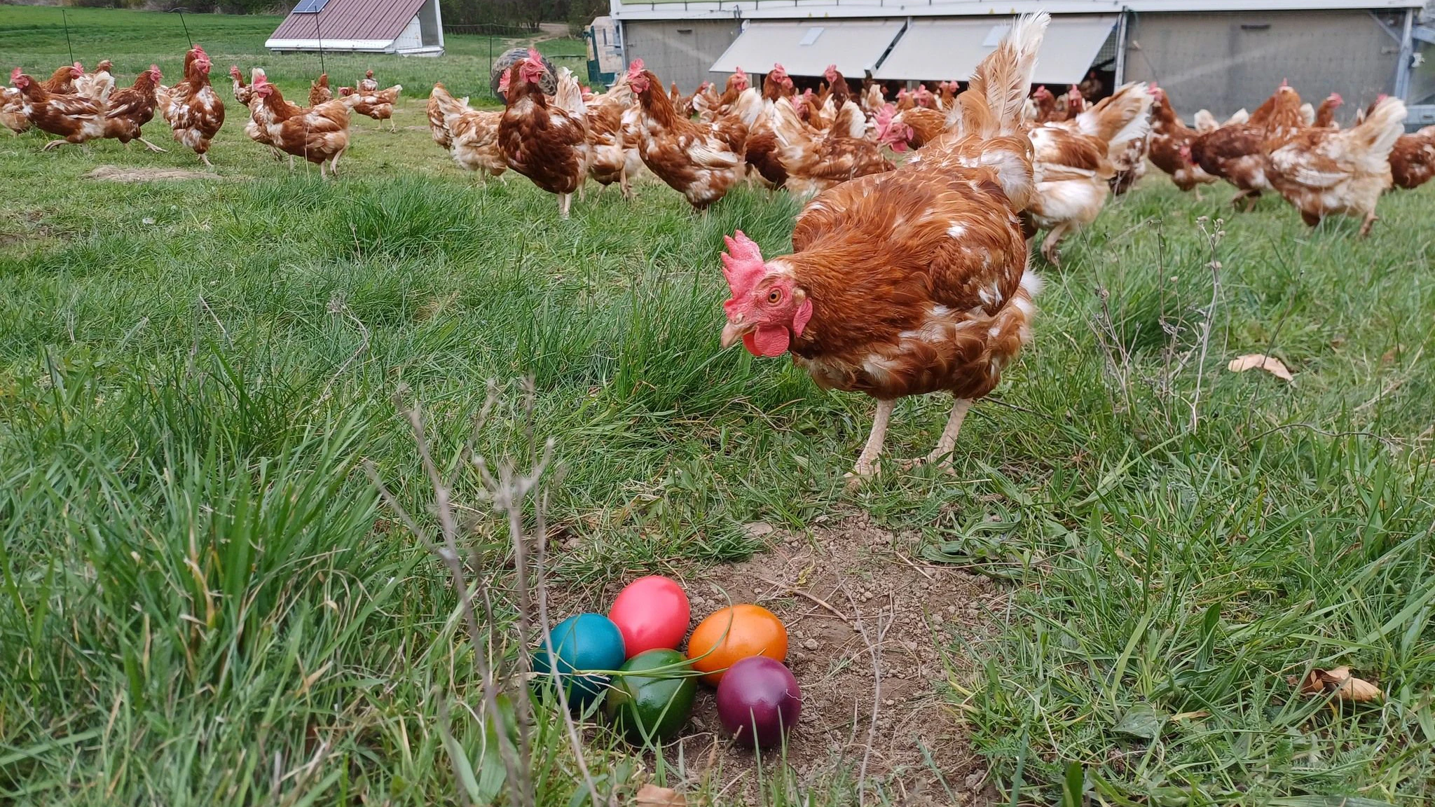 Der Niedl-Hof hat Platz für etwa 1.450 Hennen.