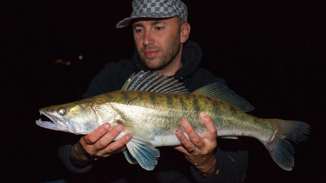 Heute.at - Osteuropäischer Raubfisch breitet sich aus