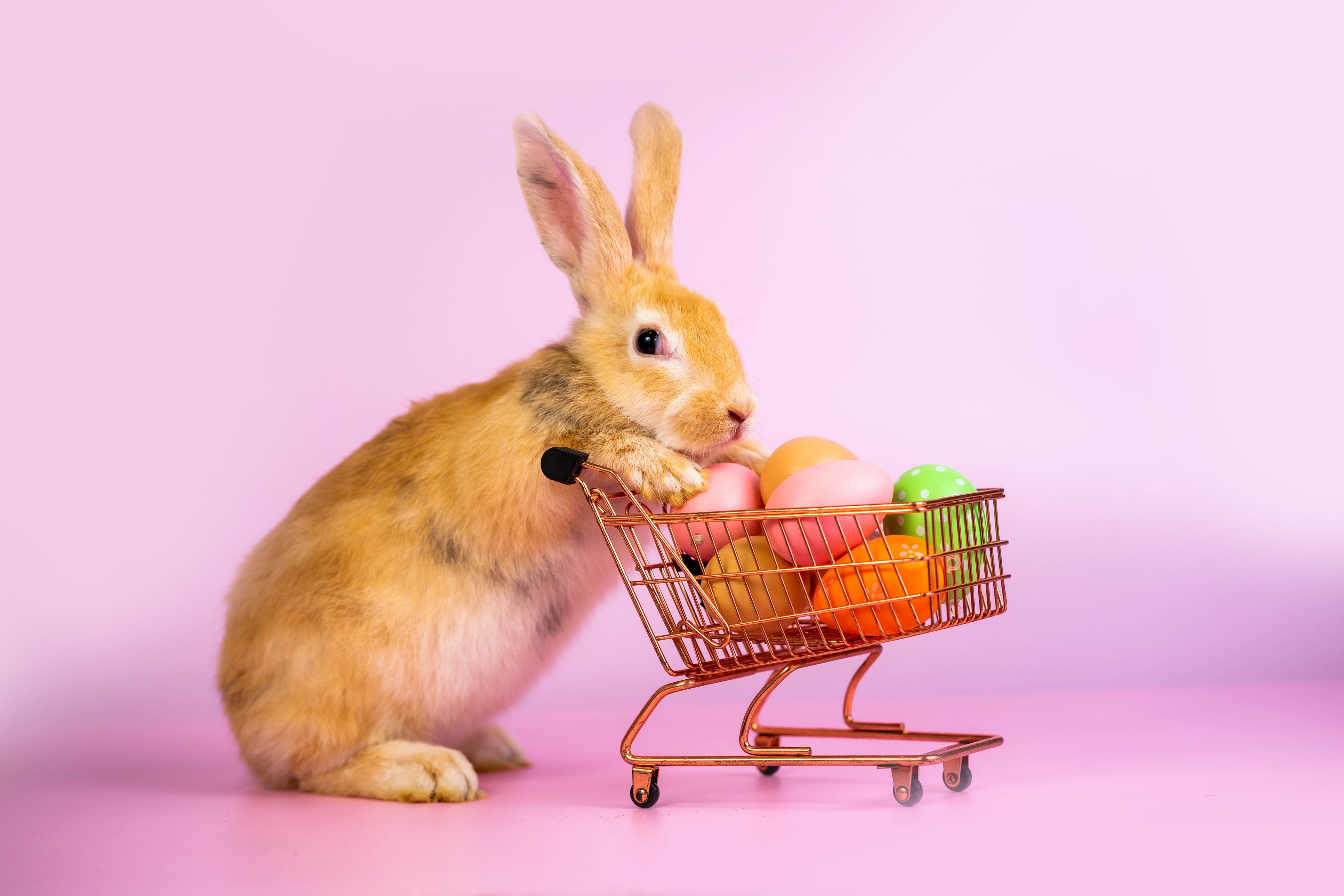 Osterhasen bremsen heuer bei den Ausgaben – immerhin 19 Prozent schenken gar nichts.