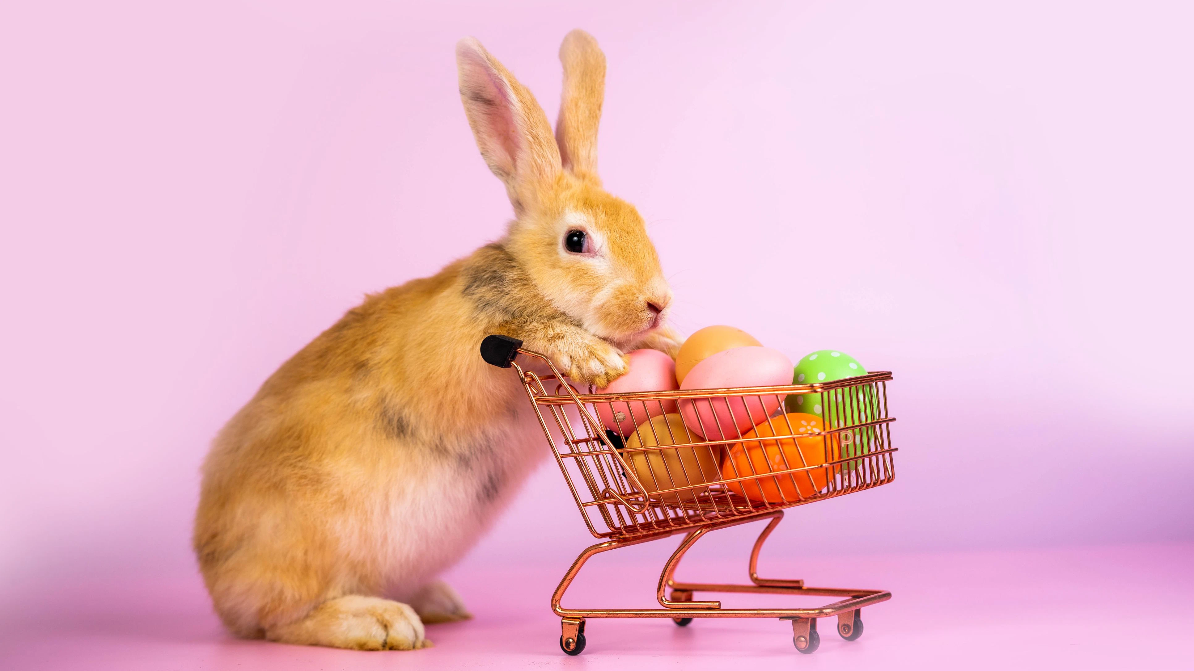 Cute eared rabbit  with cart full of Easter eggs on isolated pink background