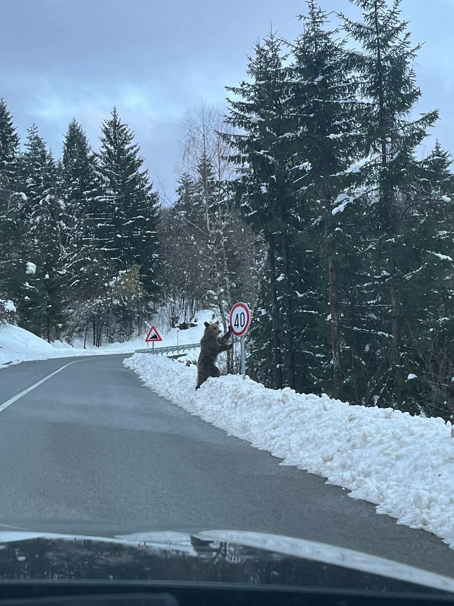 Eine 20-jährige Kroatin machte den Schnappschuss der tierischen Begegnung am Freitag mit ihrem Smartphone.