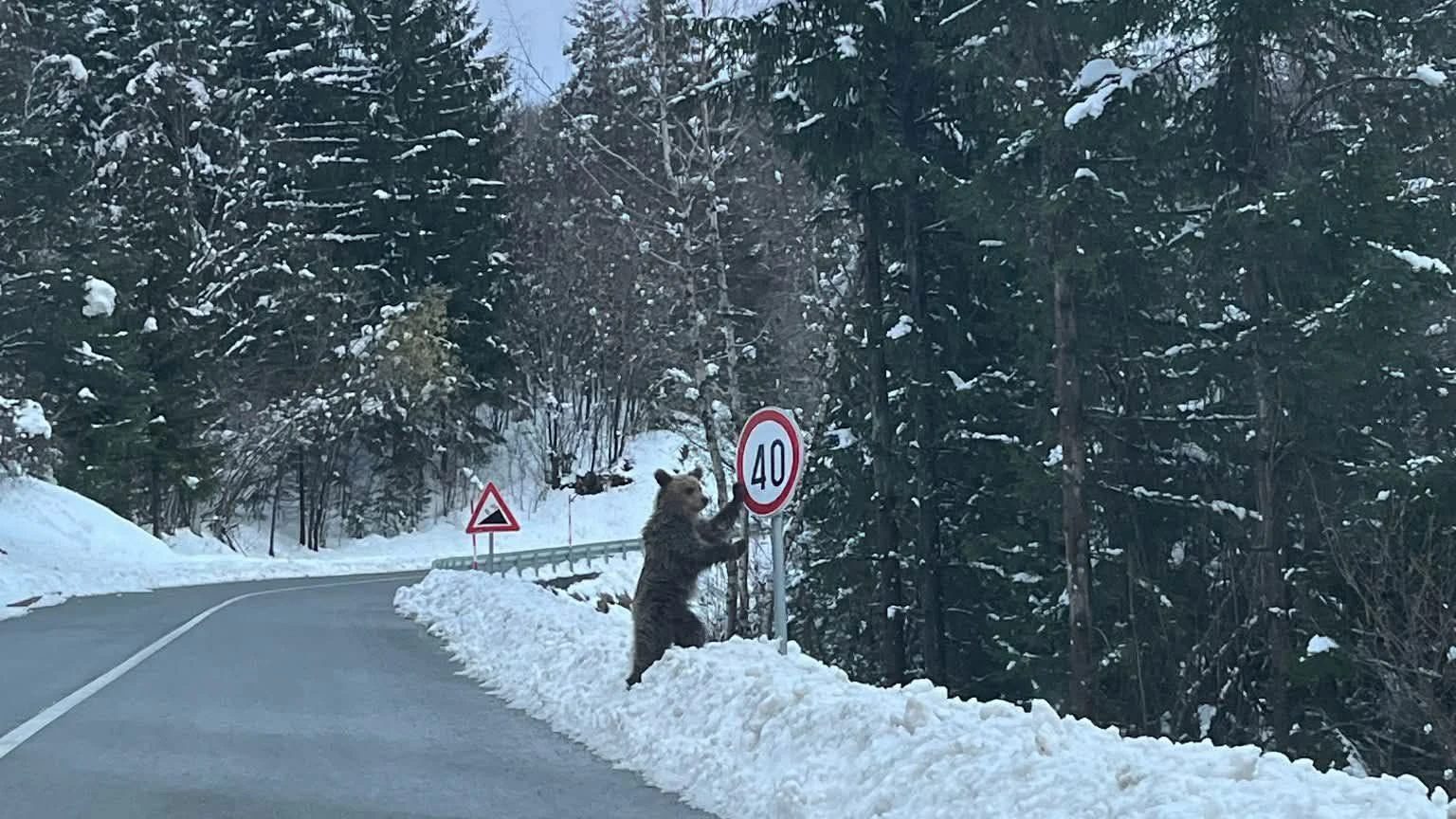 Schnee-Chaos am Balkan! Bär lehnt sich an Straßenschild