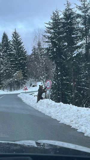 Bär im Straßenverkehr: In Kroatien sorgt ein entspannter Bär am verschneiten Straßenrand für Aufsehen. Schnee-Chaos und tierische Begegnung.