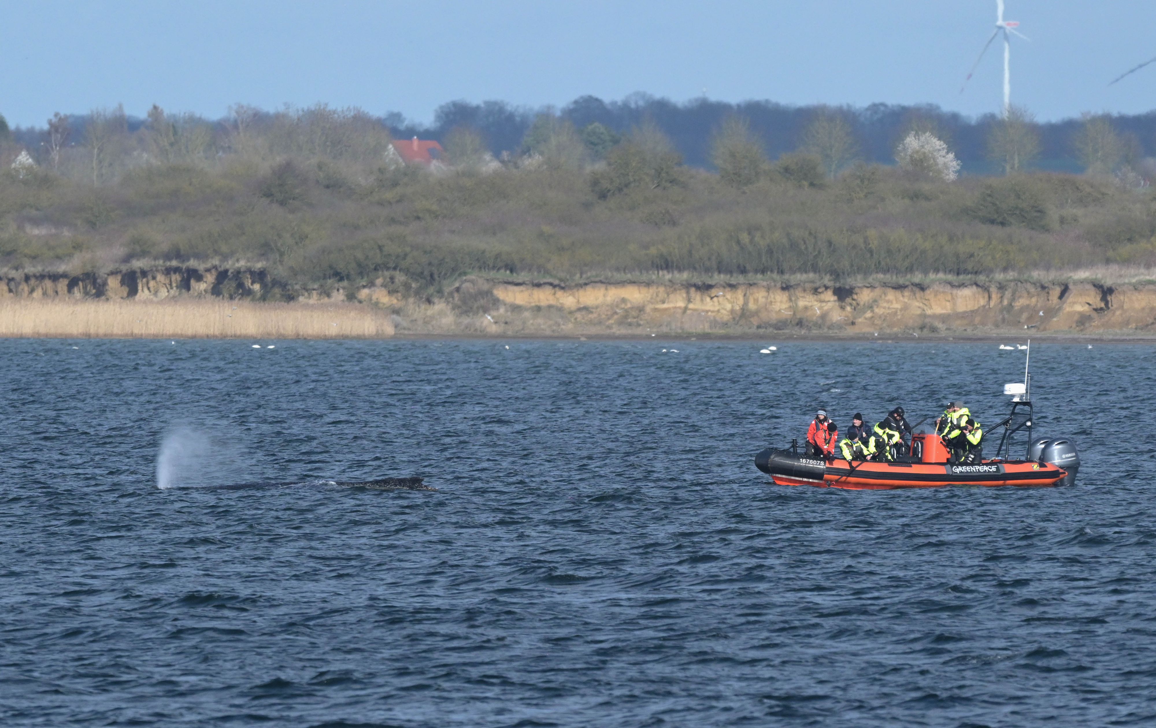 Jener Wal, der vor Wismar gestranget ist, zeigt keine Reaktion mehr. 