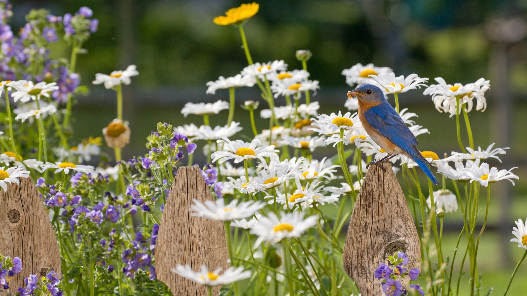 Die Förderung für die Aussaat von Wildblumen beträgt 740 Euro pro Hektar