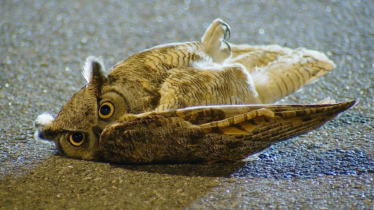Heute.at - Sturzflug! Süße Eule liegt wie Schildkröte auf Straße