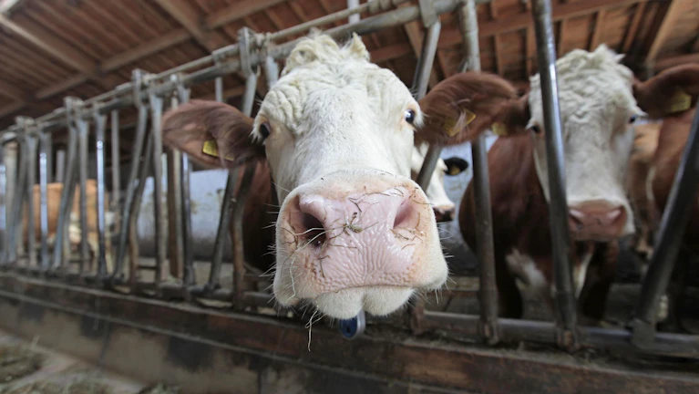 Schon in den vergangenen Jahren wurden die Förderungen schrittweise gekürzt, ab 2027 gibt es in England überhaupt keine staatlichen Agrar-Subventionen mehr. Geld gibt es nur mehr für Umwelt-Projekte. Welche erstaunlichen Folgen das bisher hatte.