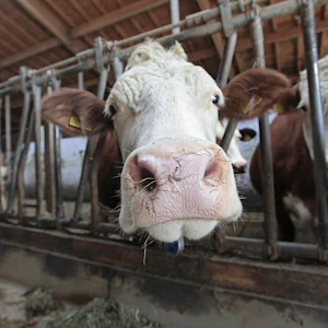 Warum England alle Subventionen für die Landwirtschaft abschafft