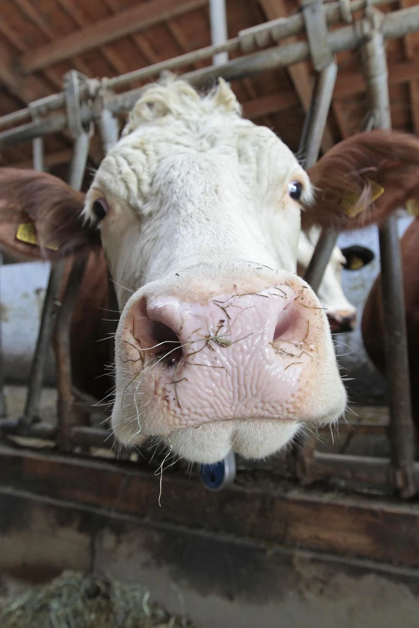 Eine Kuh macht Muh, mehrere Kühe machen Mühe