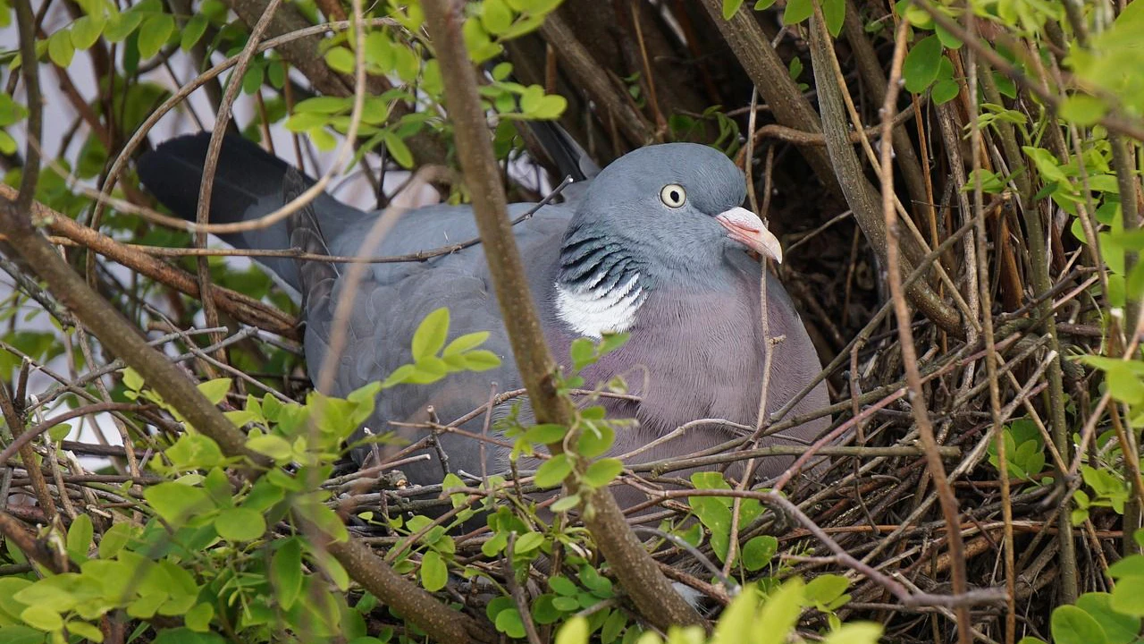 Heute.at - So nutzen Stadtvögel Zigarettenstummel
