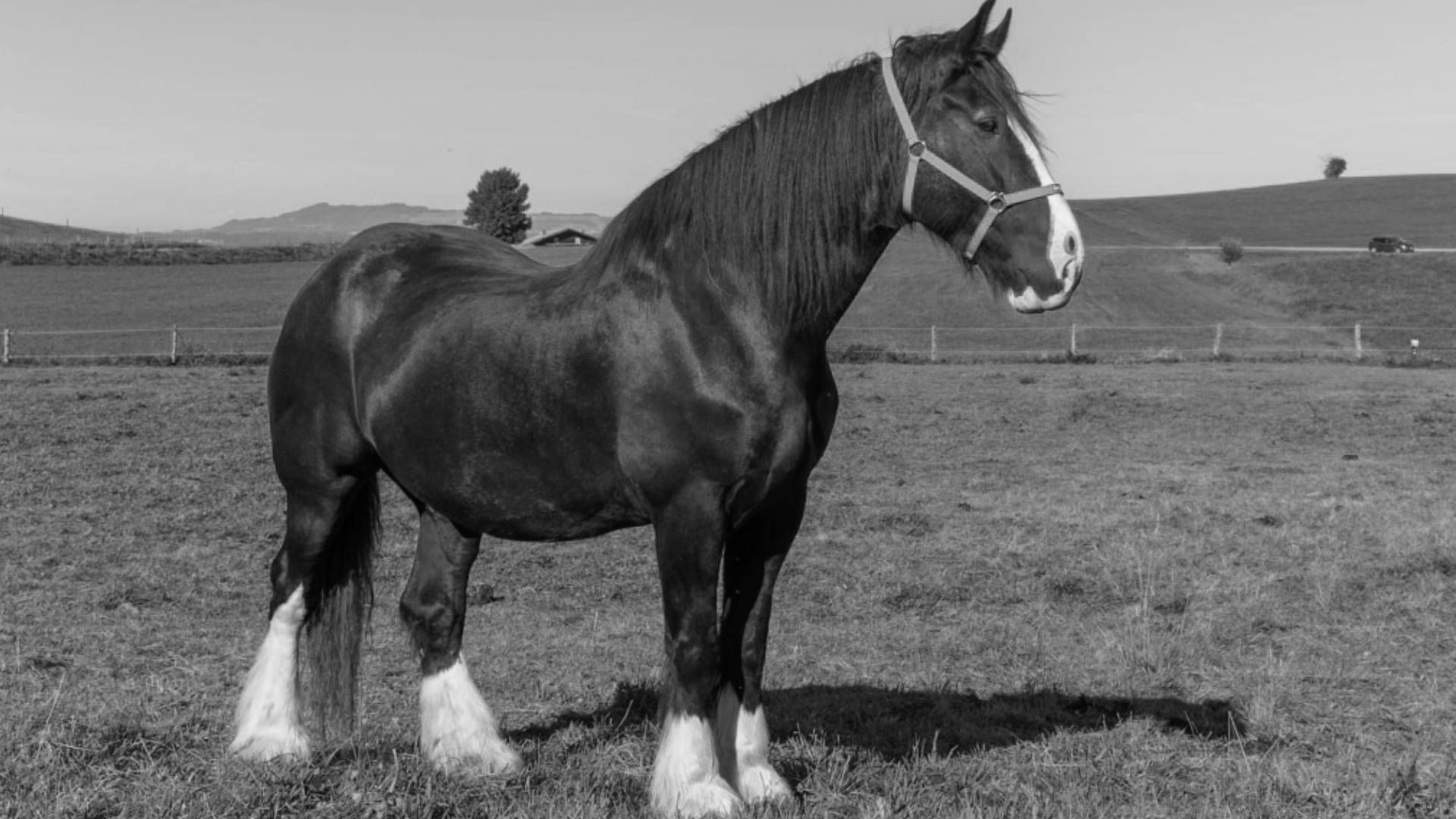 Heute.at - Gute Reise, Großer! Trauer um Pferd auf Gut Aiderbichl