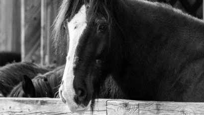 Mach's gut, Großer!