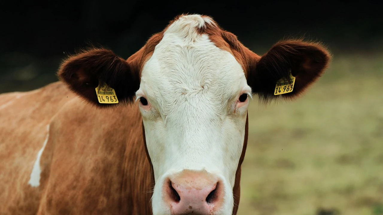 Heute.at - Kühe als Heizung: Bauer spart 10.000 Liter Öl